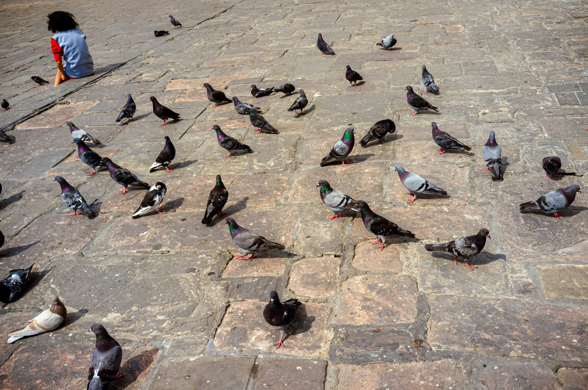 Lima Street, photo 18