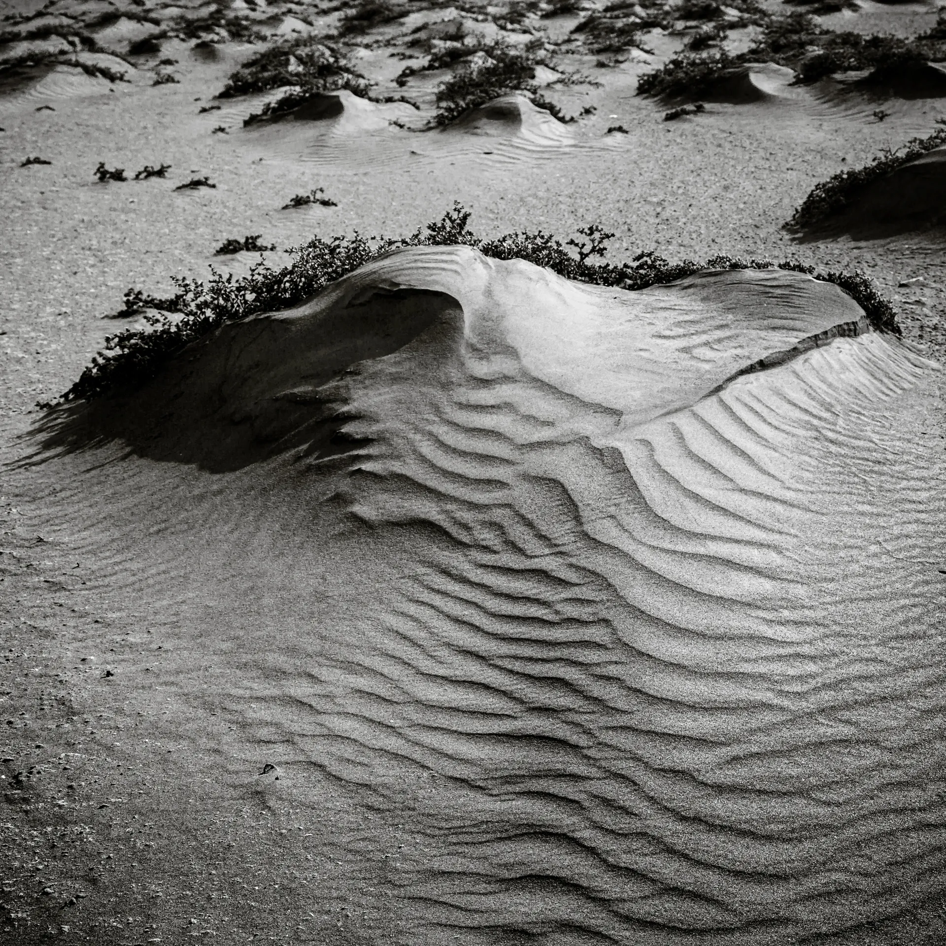 Quisiro, Sea of Sand, photo 2
