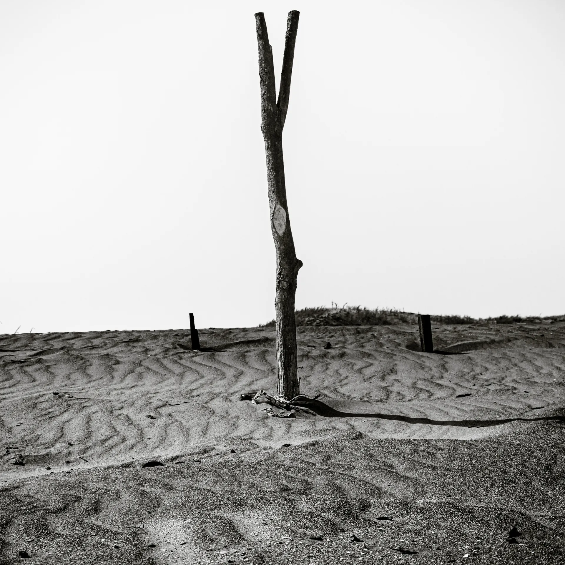 Quisiro, Sea of Sand, photo 8