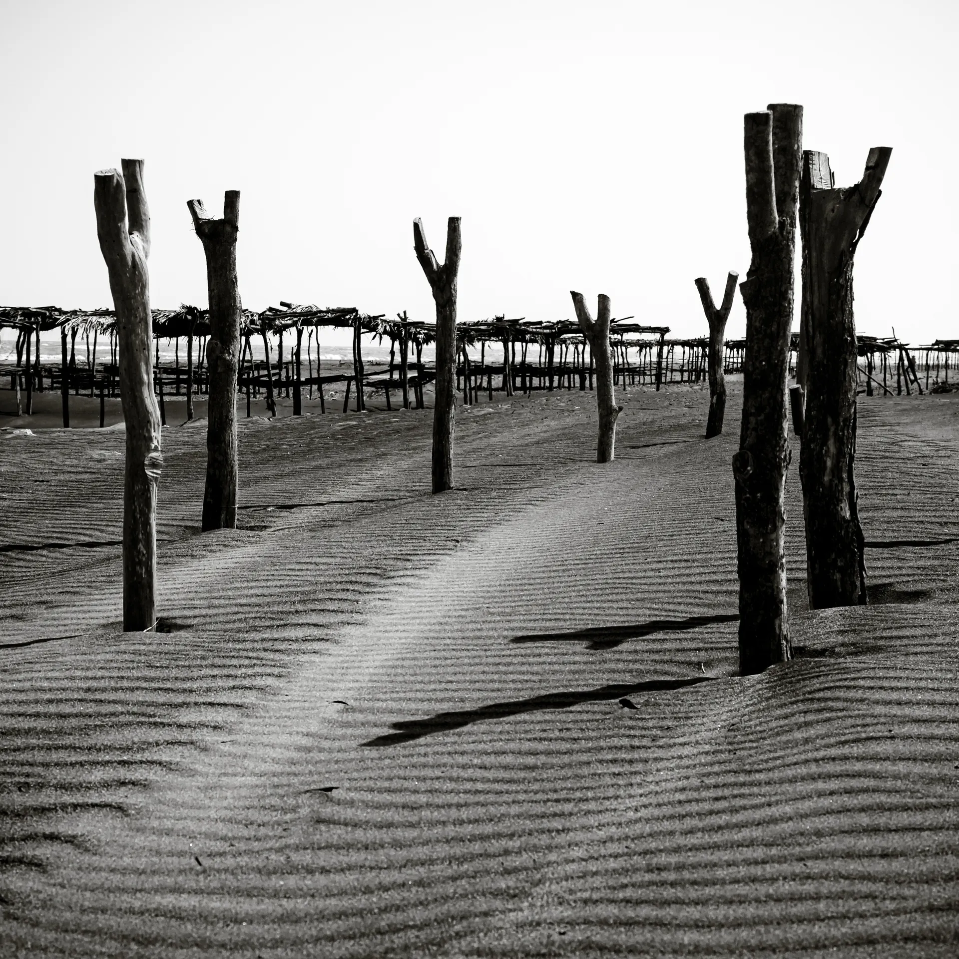 Quisiro, Sea of Sand, photo 9